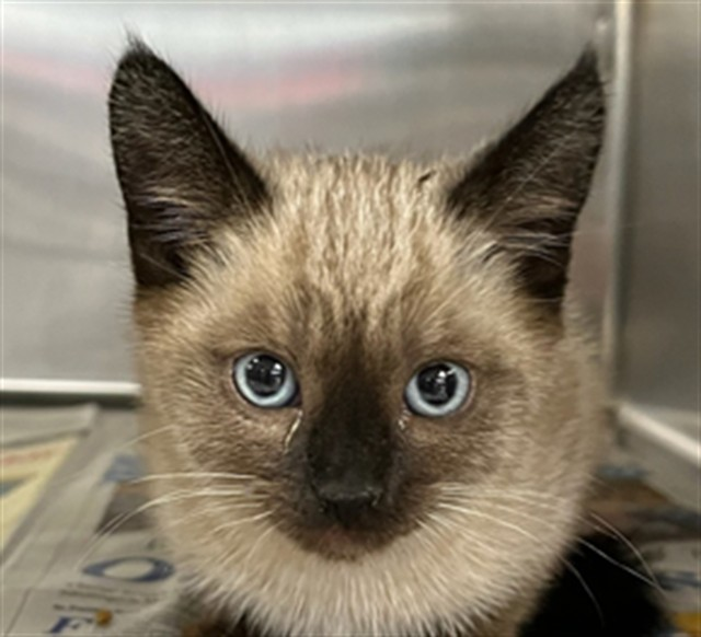 lordi1960's tweet image. facebook.com/photo?fbid=137…
❤️SKIPPIE -- ID# A841520

Temperament: FRIENDLY

I am a Male Seal Point Siamese..

The shelter staff think I am about 9 weeks old.

I have been at the shelter since April 14, 2026.

I will be available for adoption or rescue on April 19, 2026.

I am
