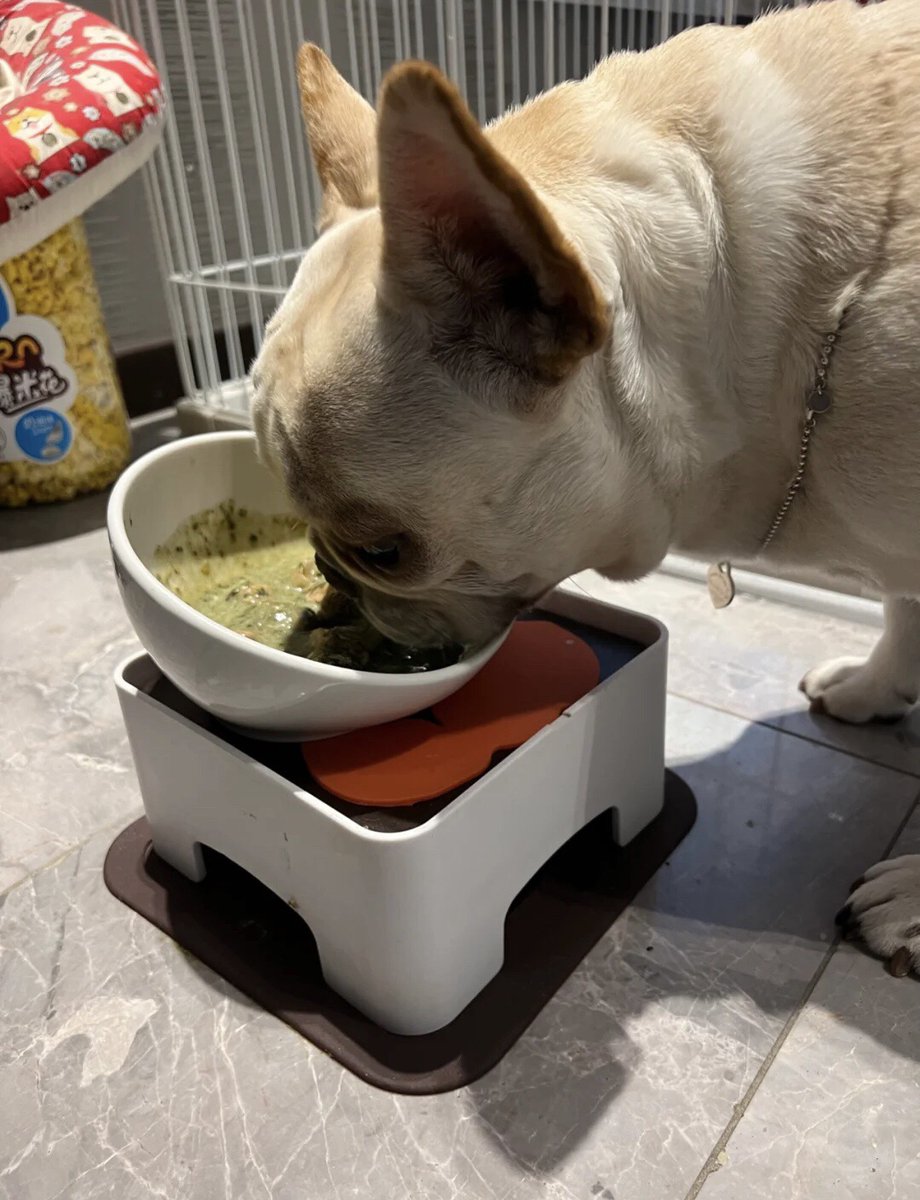 ponyororo's tweet photo. 밥 먹는 시간이에요🐶🍽️
작은 얼굴을 그릇에 쏙 넣고 열심히 먹는 모습이 너무 귀여워요🥹✨
오늘도 우리 강아지 덕분에 힐링하는 하루예요💛 https://t.co/0ITIRbwnz9