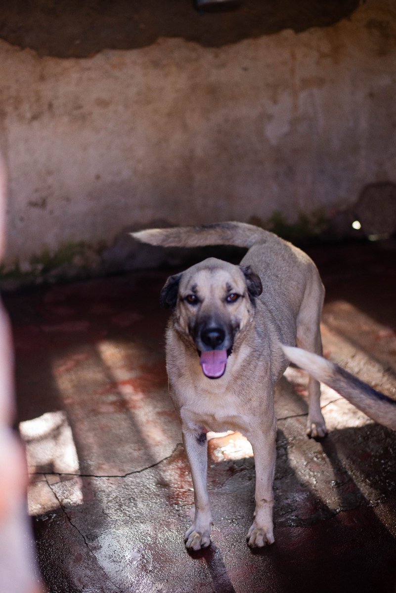 caogonhal's tweet photo. Congonhal/MG

Nem todo mundo quer um filhote… e tudo bem.
Algumas pessoas procuram conexão, calma e companheirismo - e é exatamente isso que um cão adulto oferece. Se você sente que é esse tipo de relação que quer, talvez seu match esteja aqui!

Contato via wpp: (35)99193-5404 https://t.co/mt4aCuH5gy