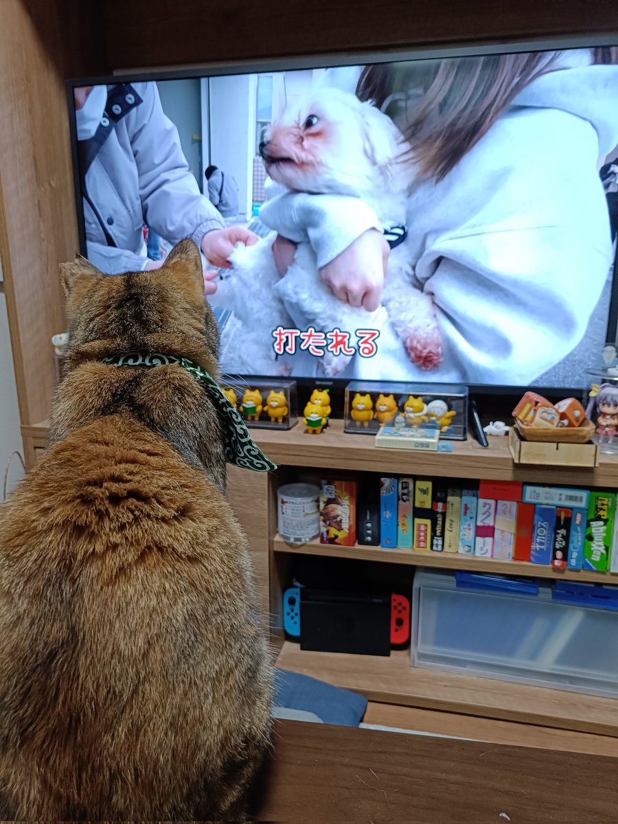 aaua198's tweet photo. とやまソフトセンターの狂犬病予防注射会場のドタバタ劇を見る猫
#猫
#猫のいる暮らし https://t.co/aO9mFg91Ix