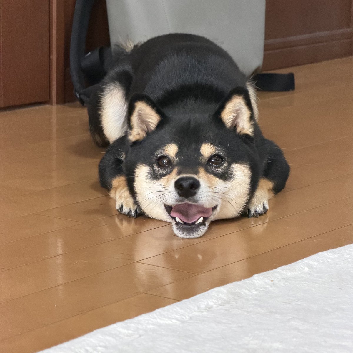 黒豆柴のサスケ tweet media