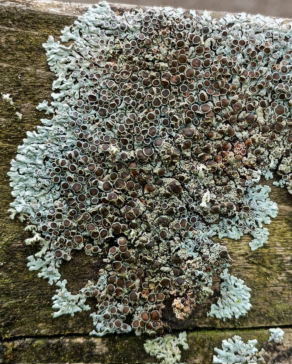SewellLeigh's tweet image. Fence post Physcia 🤩

Physcia stellaris ( I think)

#lichen #fungi #thursdaymorning #naturephotography #nature #naturelovers