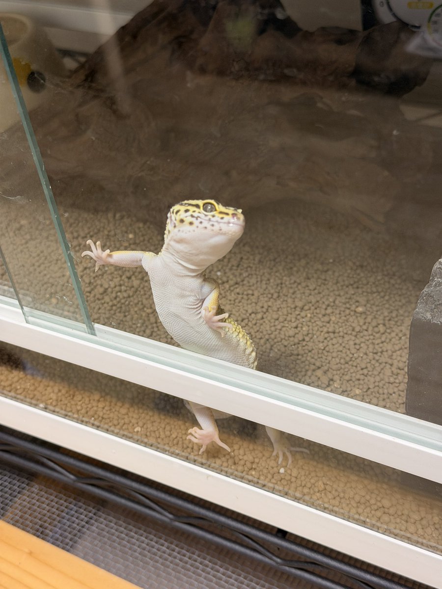 にた@愛玩動物看護師 tweet media