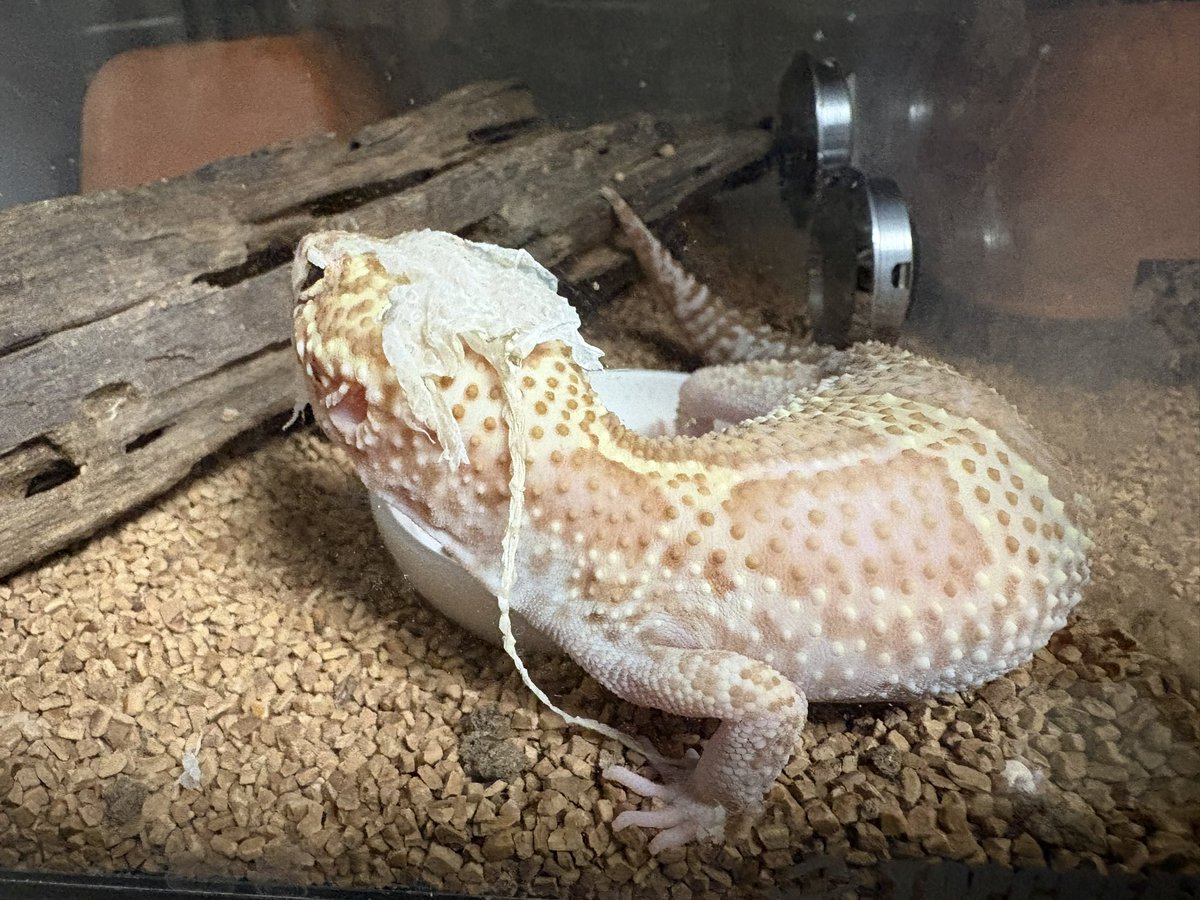 🦀ぴらふ tweet media