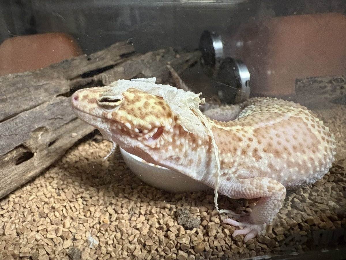 🦀ぴらふ tweet media