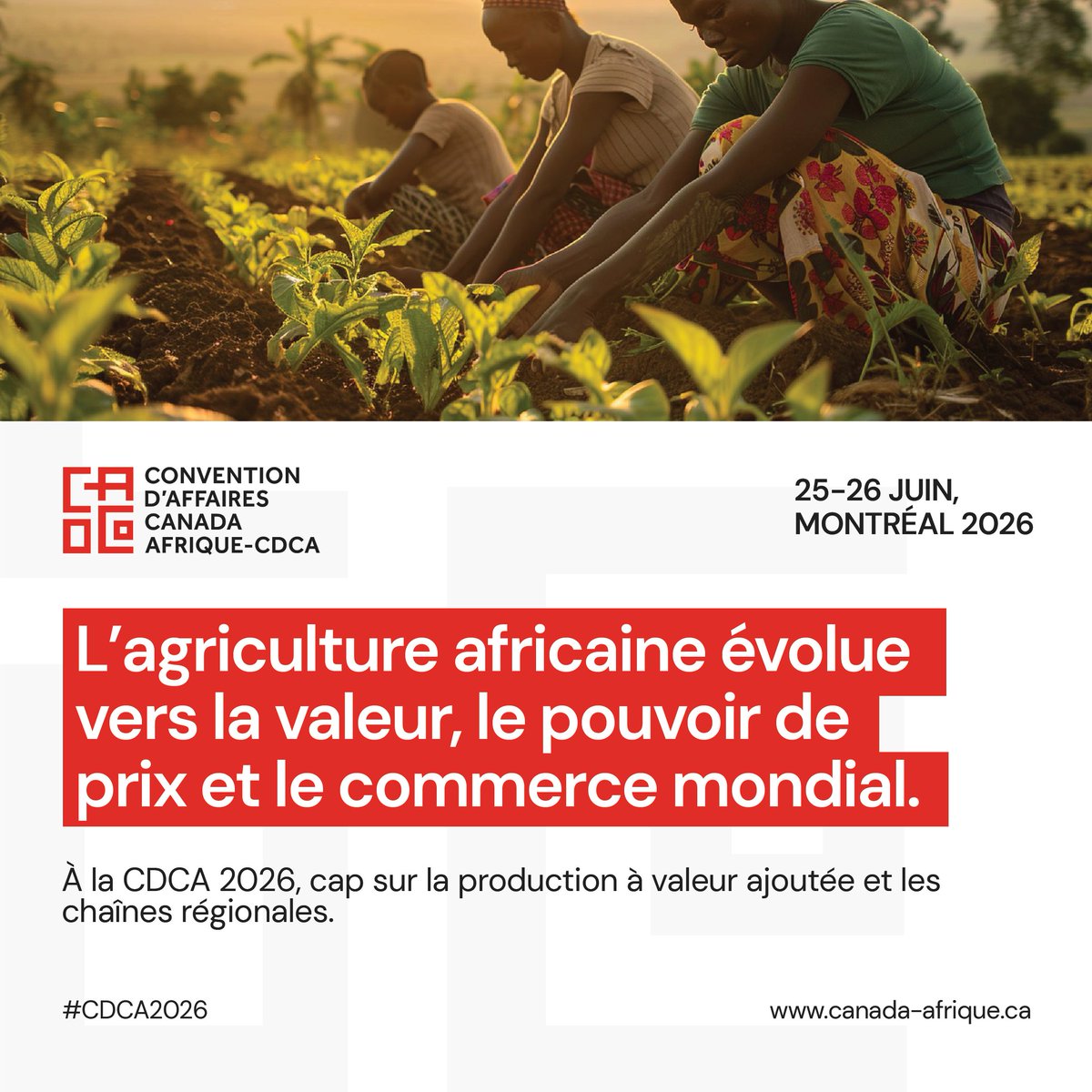 La sécurité alimentaire est un enjeu mondial.

D’ici 2026, l’agriculture africaine se transforme grâce à la valorisation locale et à la mécanisation, avec des profits qui restent sur le continent.

La CDCA 2026 connecte ces acteurs aux partenaires internationaux.