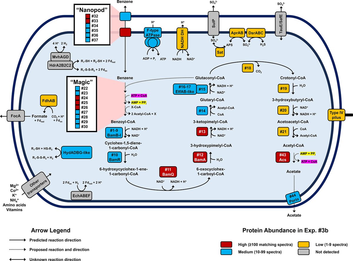 protasov_evgeni's tweet image. Identification of a highly expressed gene cluster likely coding for benzene activation enzymes in a methanogenic enrichment culture
#microbiology #methanogens
@ASMicrobiology @AppEnvMicro 
doi.org/10.1128/aem.02…