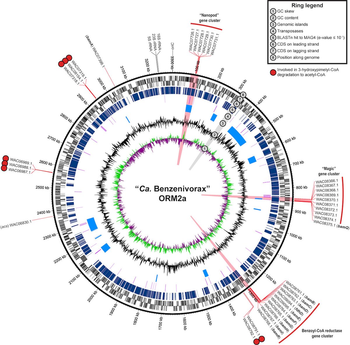 protasov_evgeni's tweet image. Identification of a highly expressed gene cluster likely coding for benzene activation enzymes in a methanogenic enrichment culture
#microbiology #methanogens
@ASMicrobiology @AppEnvMicro 
doi.org/10.1128/aem.02…