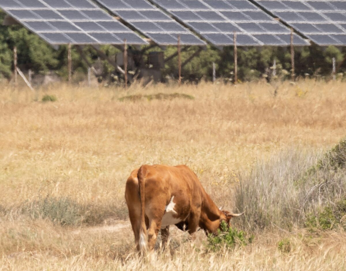 pv magazine tweet media