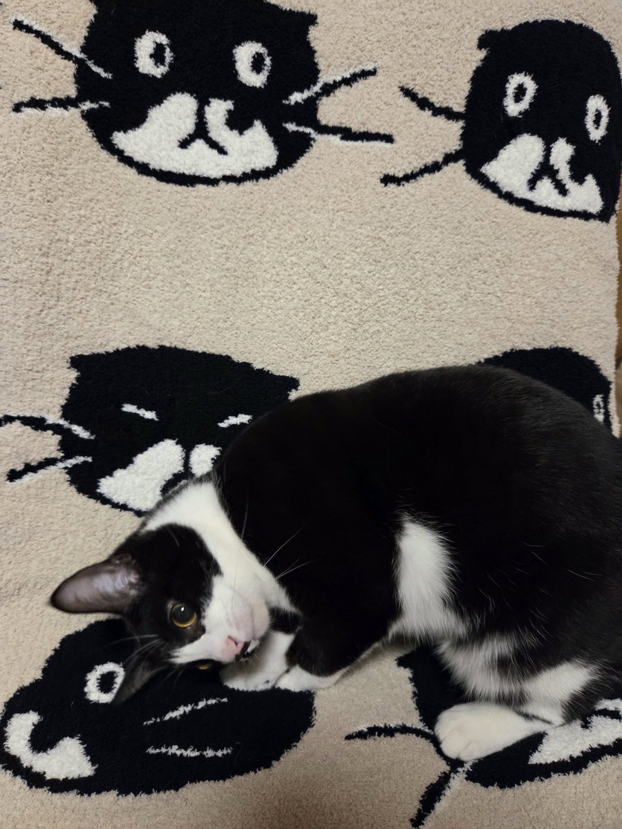 君のために買ったブランケットを気に入ってくれて人間は嬉しい