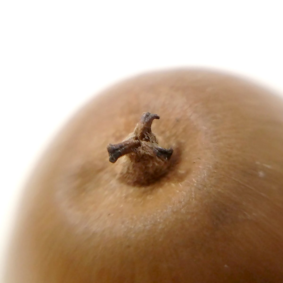 どんぐりの人 tweet media