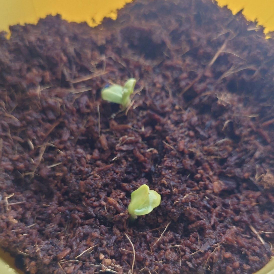 nukopict's tweet photo. ダイソーでかったミニひまわり栽培キットをそだてはじめて５日
🌱芽🌱 https://t.co/O30XZ25E2k