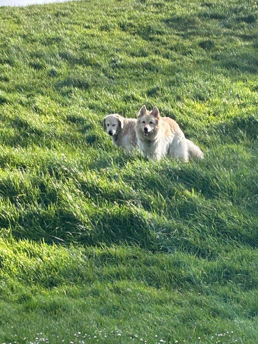 boatypat's tweet image. The dog on the left may have just disturbed a yoga class .. the dog on the right didn’t #retriever #embarrassing #gsd #dogsoftwitter