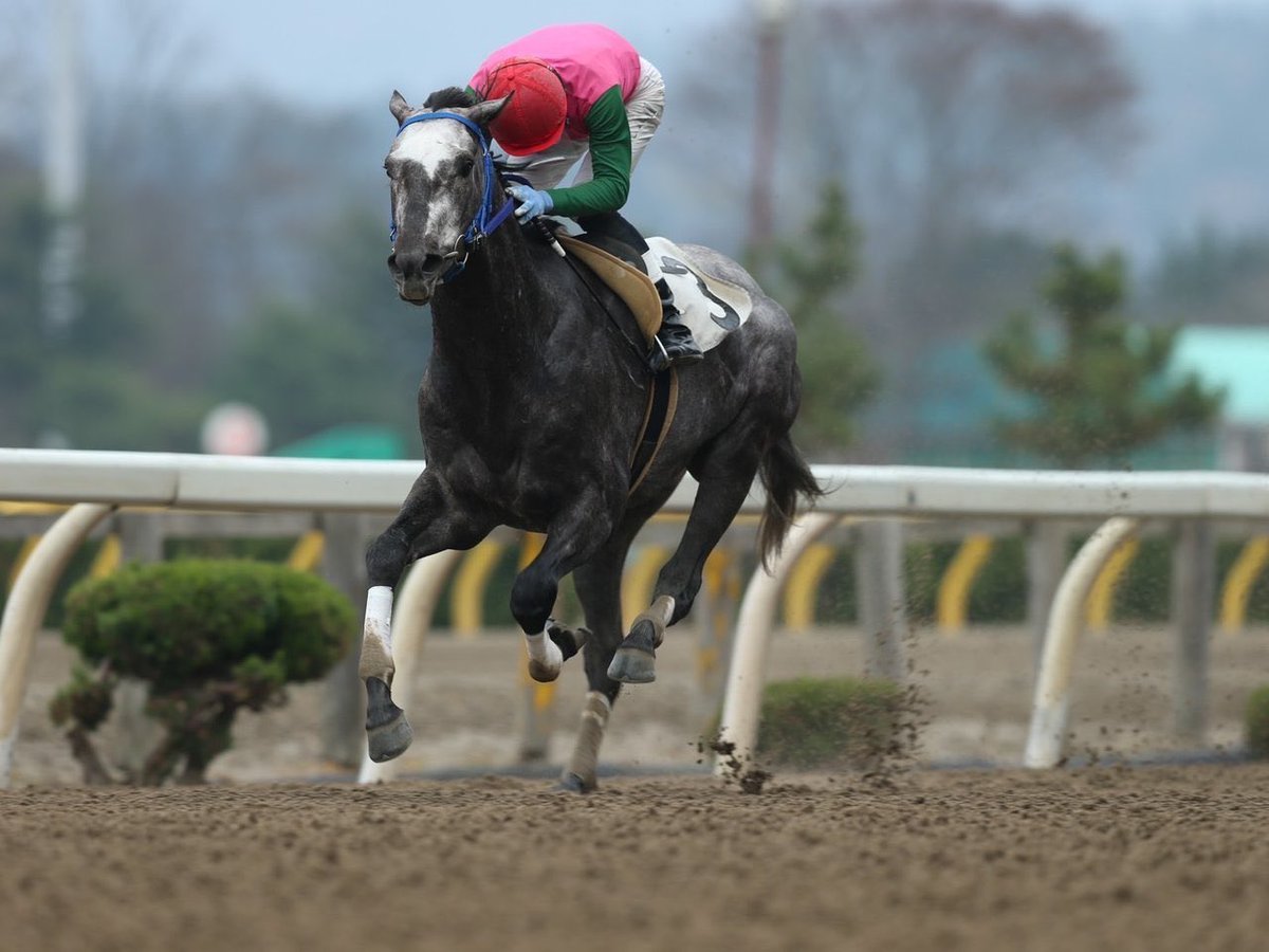 上手健太郎(Kentaro Kamide) 𝗗.𝗩.𝗠 🐎 tweet media