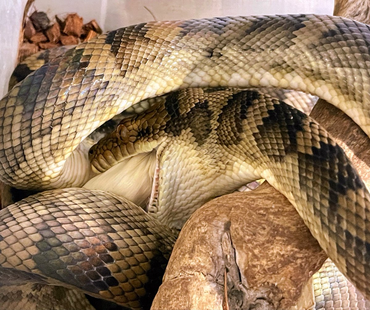 🪼鐡🪼 tweet media