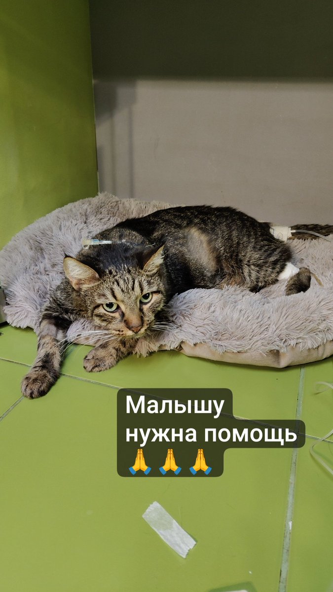 Привет, этого малыша зовут Юки и ему нужна ваша помощь. 

Два месяца назад хозяйка заметила, что кот не ходит в туалет по-большому, после визита в ветеринарную клинику был поставлен диагноз копростаз. За все время лечения у Юки на фоне стресса проявился цистит.