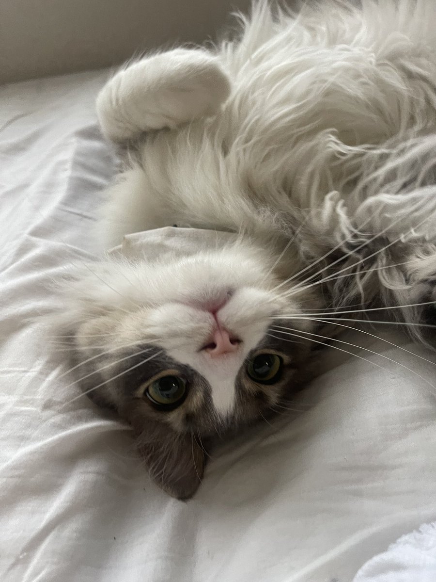 すず🛻🔰 tweet media