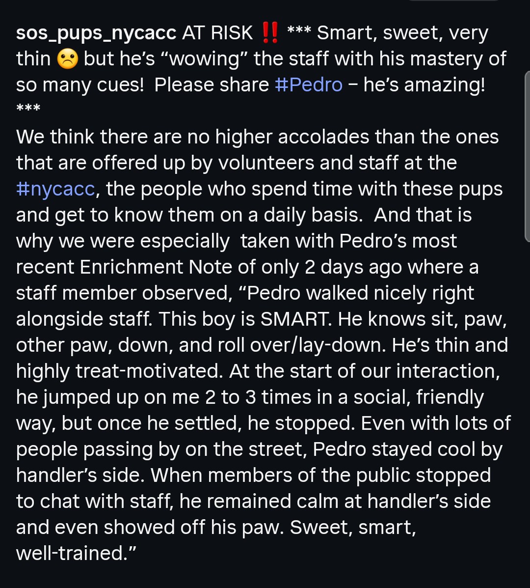 Foster a shelterpet at ZERO COST🐾 tweet media