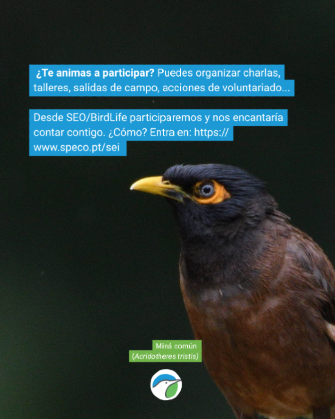 SEO/BirdLife tweet media