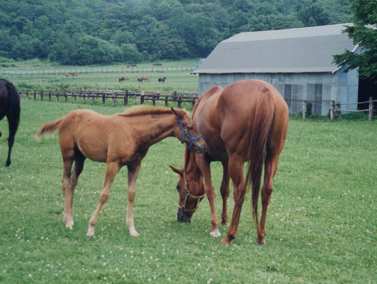 pakapakakobo's tweet photo. 【pakapakakobo classic】
本日は“鉄の女”イクノディクタス（1987.4.16～2019.2.7）の生誕祭🥳🎂🐴

こちらはイクノディクタスの初年度産駒で、メジロマックイーンとの“愛の結晶”キソジクィーン。イクノの牝系が途���えてしまったのは残念でならない…🥹 https://t.co/u8mo1QDjF7