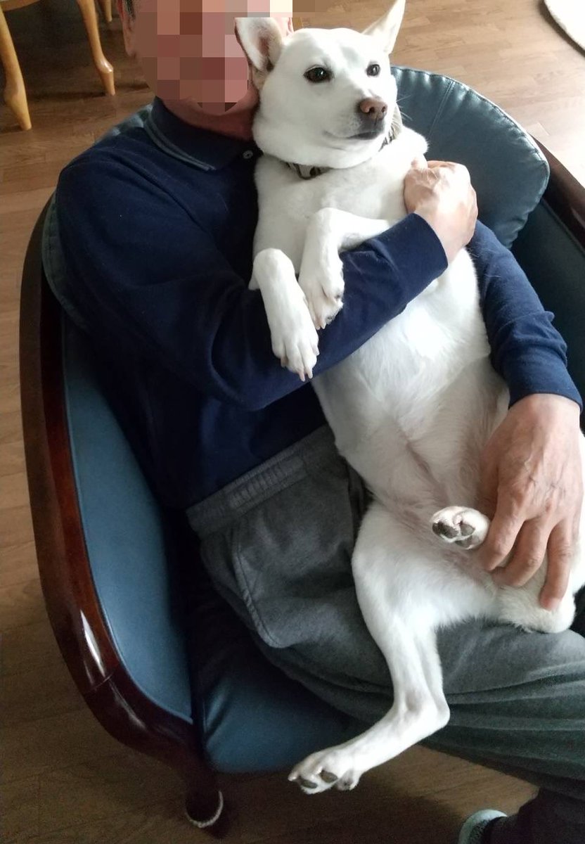 白と黒のいぬ tweet media