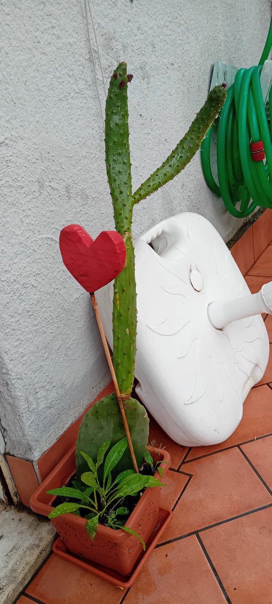JhalinTen's tweet photo. Do you remember my little 🌵?
Now:
#Tunitas
#pricklypear https://t.co/PKzuxpZHMV