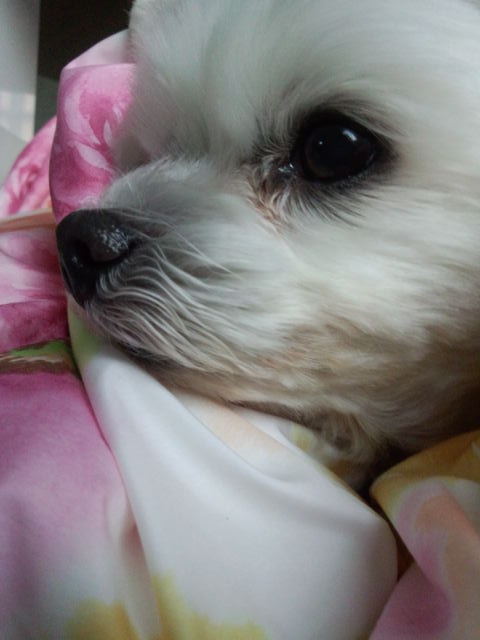 nanafellows's tweet image. かわいいかわいい　もう8年たった
　#マルチーズ　#Maltese