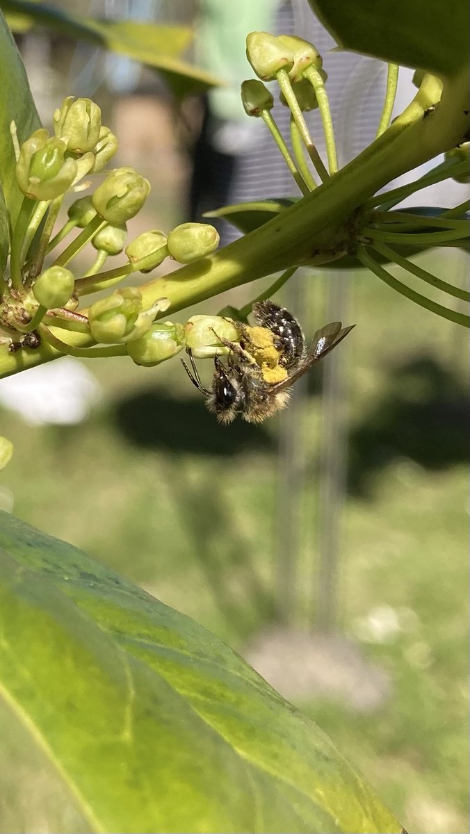 庭の西洋ヒイラギに虫たちがいっぱい集まってました。
ハチ🐝4種類くらいに、ハナアブとアリ🐜とカメムシと小さなクモと、
とにかく羽音ブンブンとにぎやかでした♪画像はニホンミツバチ？