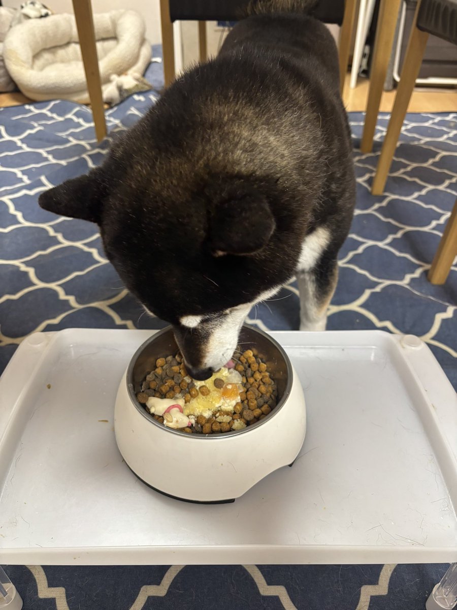 黒柴いぬち(6柴⃞の母ちゃん) tweet media