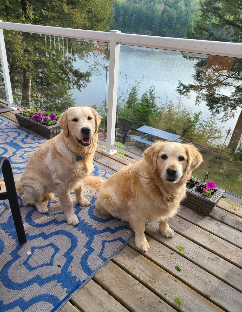 CourtHaw's tweet image. #ThrowbackThursday we can't wait to get back to the lake! 🌊🏊‍♀️❤️ #goldenretrievers #goldengracie #goldenpatrick #dogsoftwitter