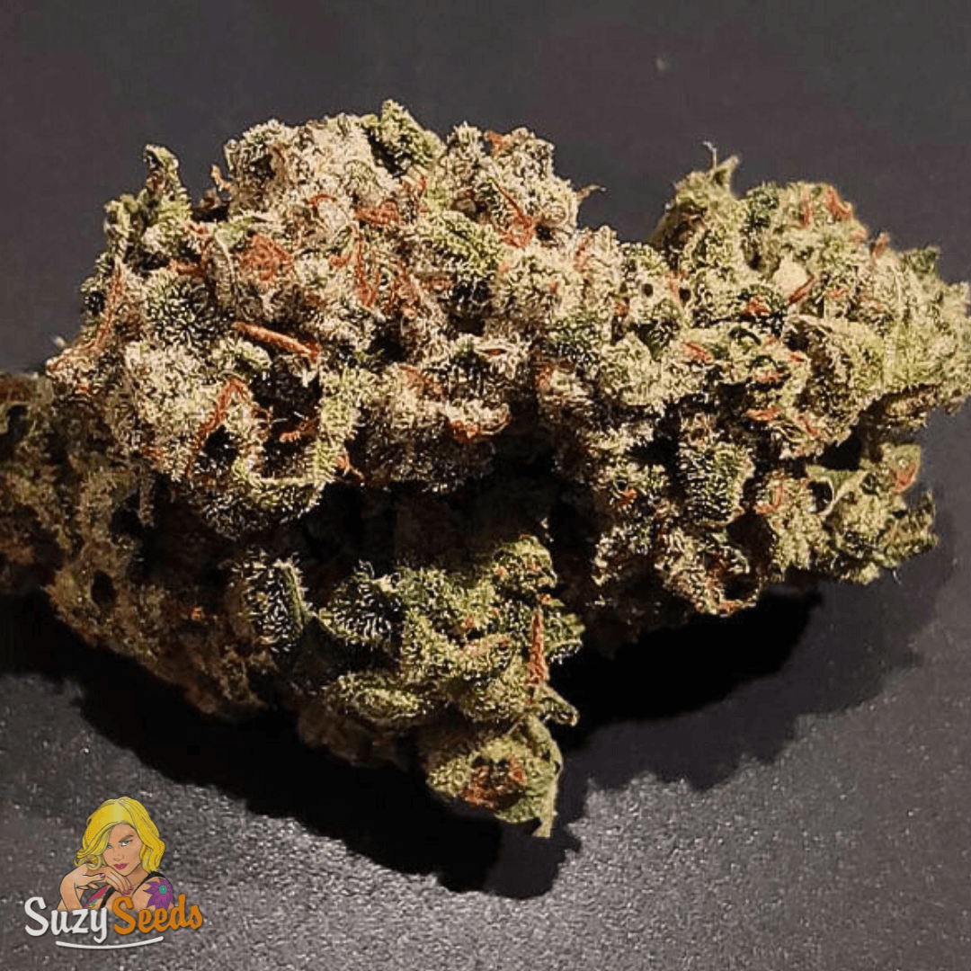 Autoflowering Ed Rosenthal Super Bud from a happy customer. Huge yields, great terps and fully loaded with crystals. Doesn’t lose anything to the photoperiod version. See you in the garden! 🌱suzyseeds.com/cannabis-seeds…