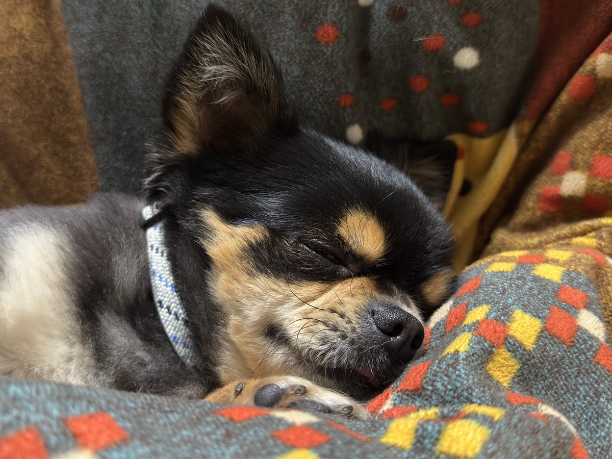 シルドラ(元ししまい) tweet media