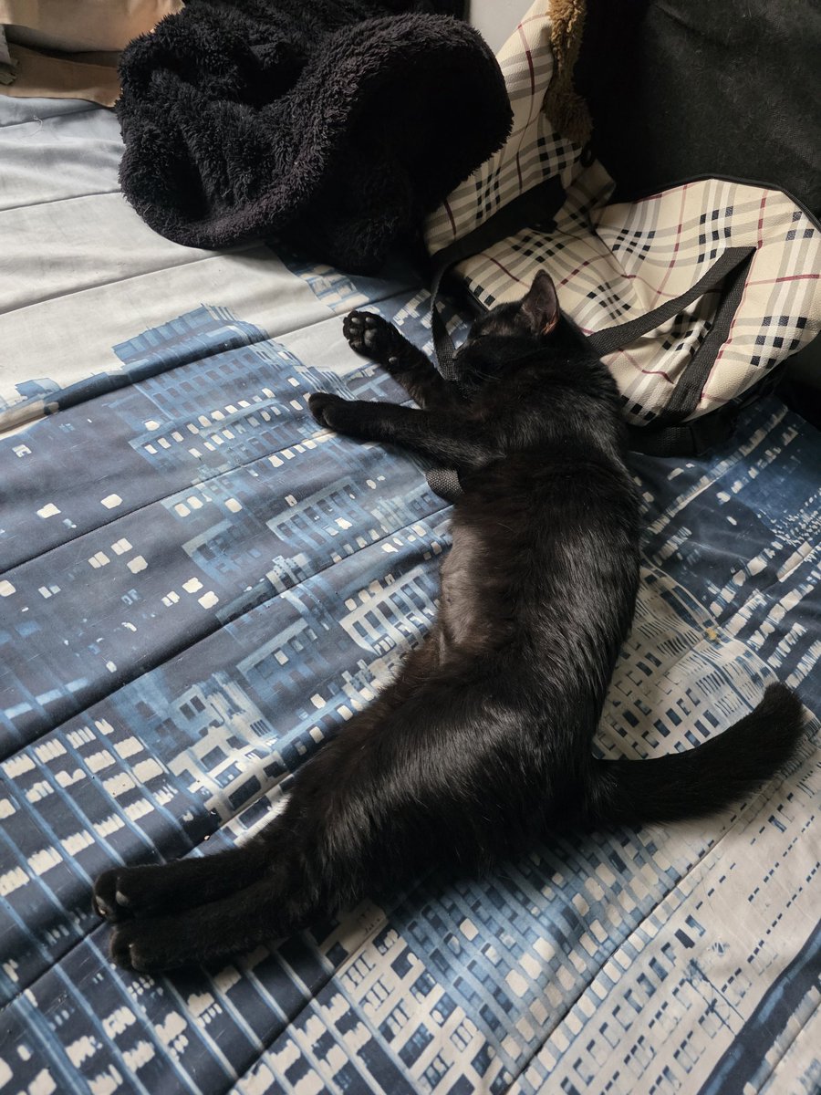 DmdGerardo's tweet photo. Mis gatos son unos pingos, pero se han convertido en una parte importante de mi día a día. Polvoron y Oreo 🐈🐈‍⬛ https://t.co/3on3sZ4Ner