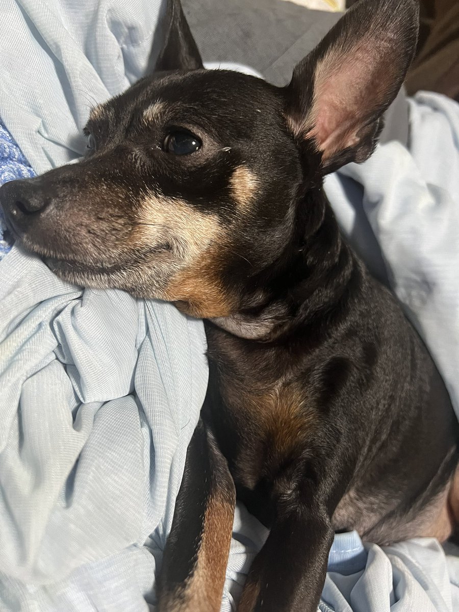 コテツ アイナ ルル tweet media