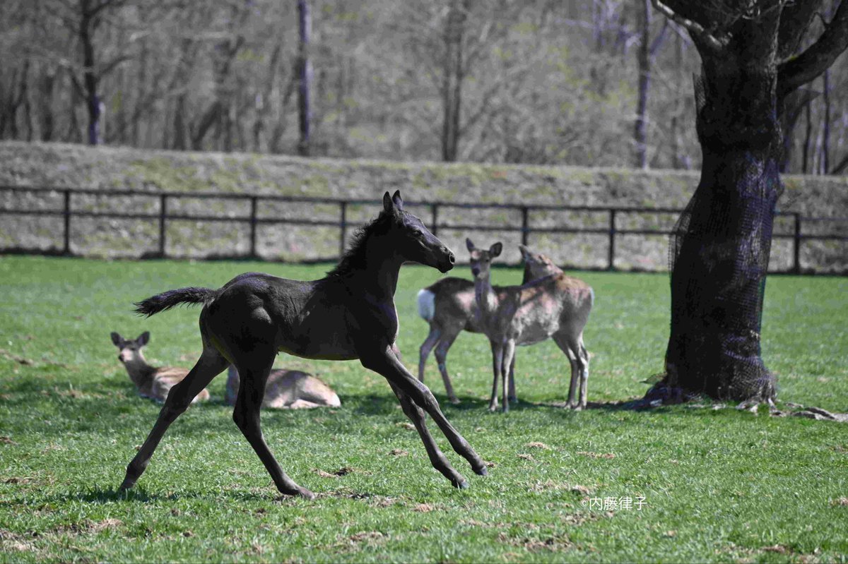 内藤律子 馬専門の写真家 tweet media