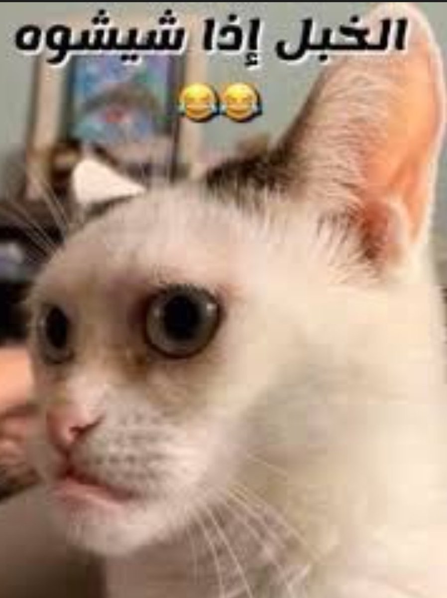 سلي tweet media