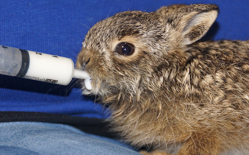 EcomareTexel's tweet photo. Het geboorteseizoen van de hazen is begonnen en de eerste jonge haasjes zijn al in de problemen gekomen 🐇 𝐃𝐚𝐭 𝐰𝐢𝐥𝐥𝐞𝐧 𝐰𝐞, 𝐦𝐞𝐭 𝐣𝐨𝐮𝐰 𝐡𝐮𝐥𝐩, 𝐡𝐞𝐞𝐥 𝐠𝐫𝐚𝐚𝐠 𝐯𝐨𝐨𝐫𝐤𝐨𝐦𝐞𝐧! Lees er meer over:
https://t.co/8CznFuhCm3 https://t.co/WHP9DqGlX7
