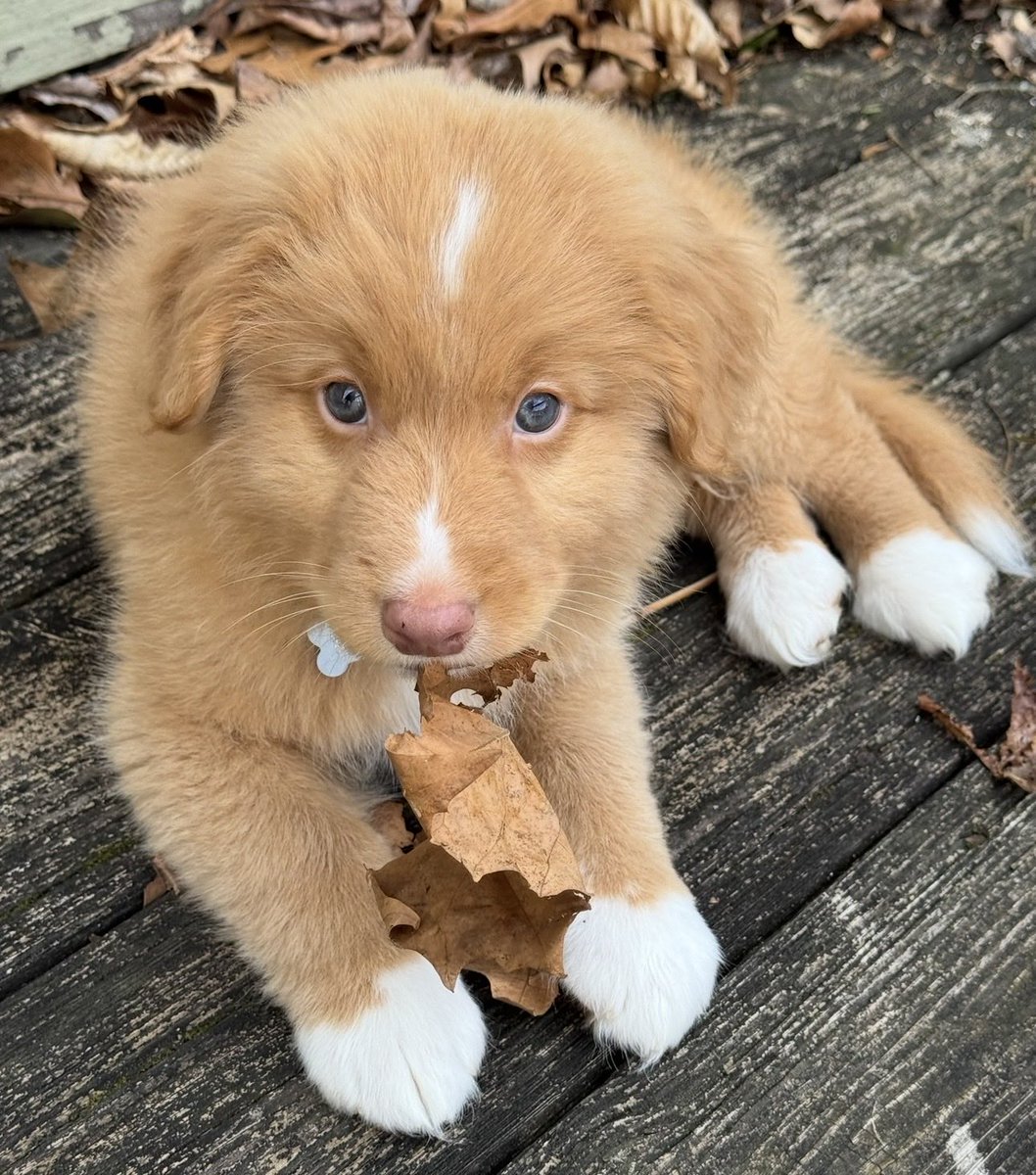 ShadowLakeDog's tweet image. It’s #ThrowbackThursday…
This is me when I was just a little furball last March. Mom says she wishes she had taken a gazillion more photos because I grew up so fast.