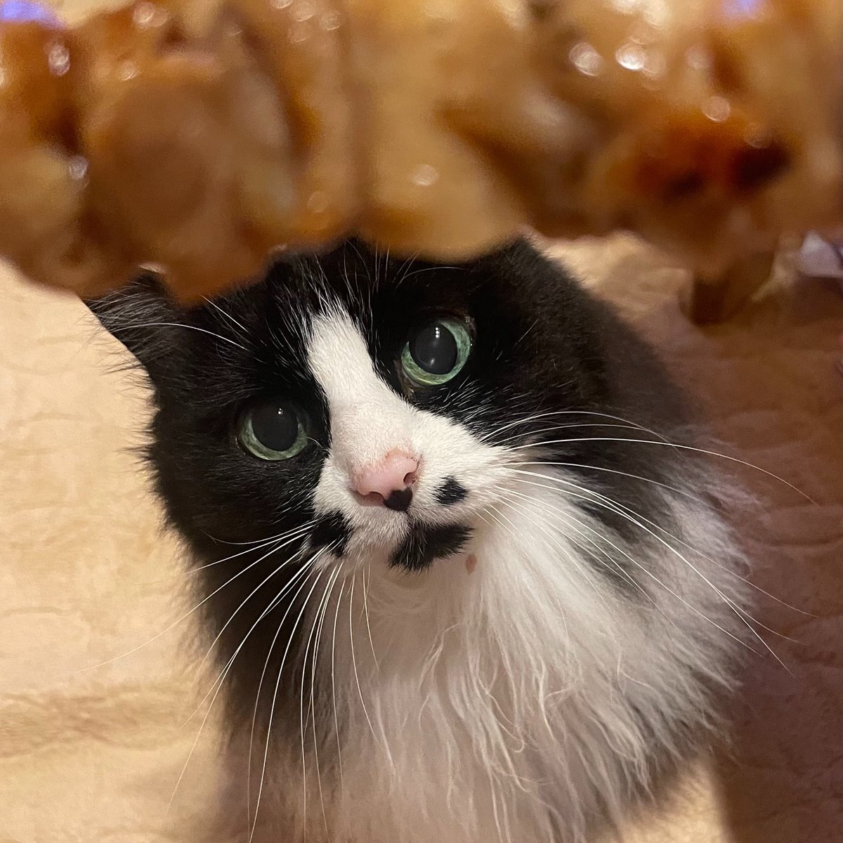 ﾒﾁ氏。🦷‎🤍 tweet media