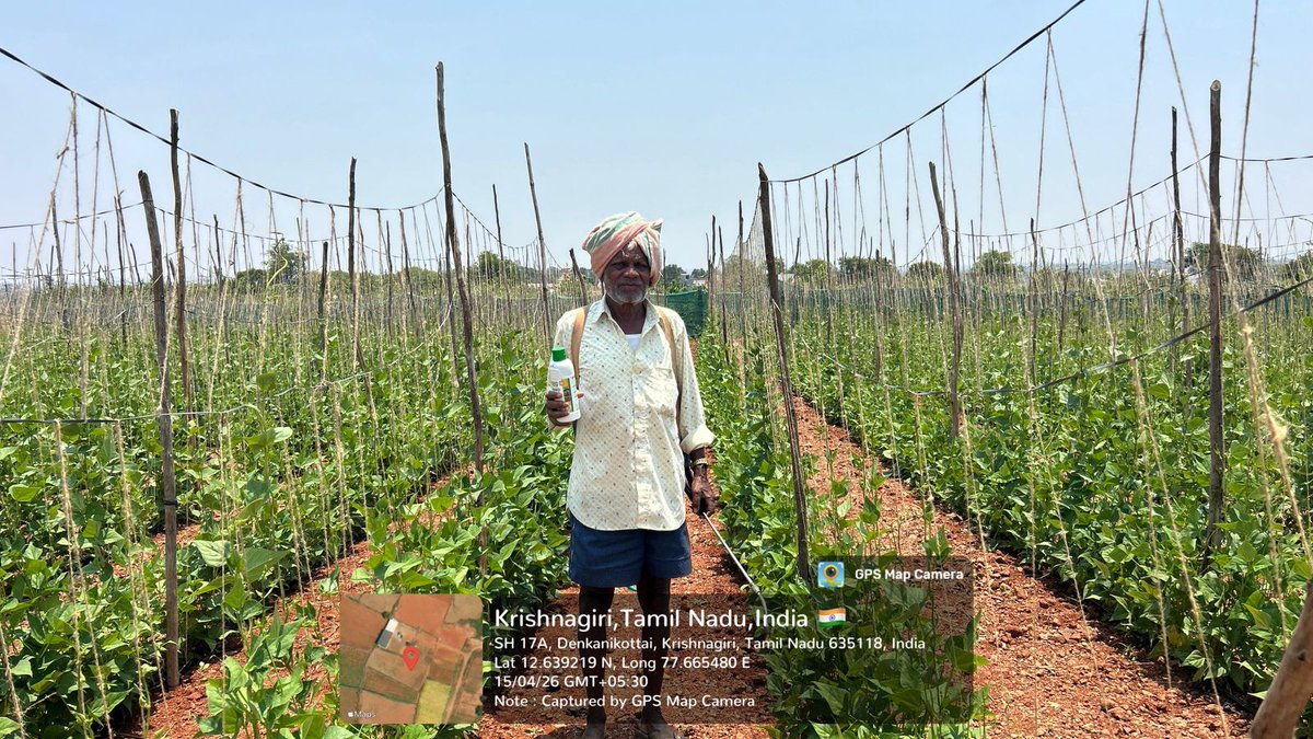 IFFCOTamilNadu's tweet image. #Demonstration #Krishnagiri #Beans #Chrysanthemum-ல் #IFFCO #NanoUrea #NanoDAP திரவ உரங்களை கொண்டு இலைவழி செயல் முறை விளக்கம் அளிக்கப்பட்டது. 
@doa_tn @IFFCO_PR @Tanfed_CC1959 @fertmin_india
@tnhorticulture