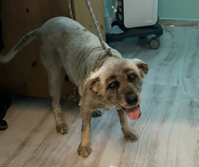 Dog Desk Animal Action tweet media