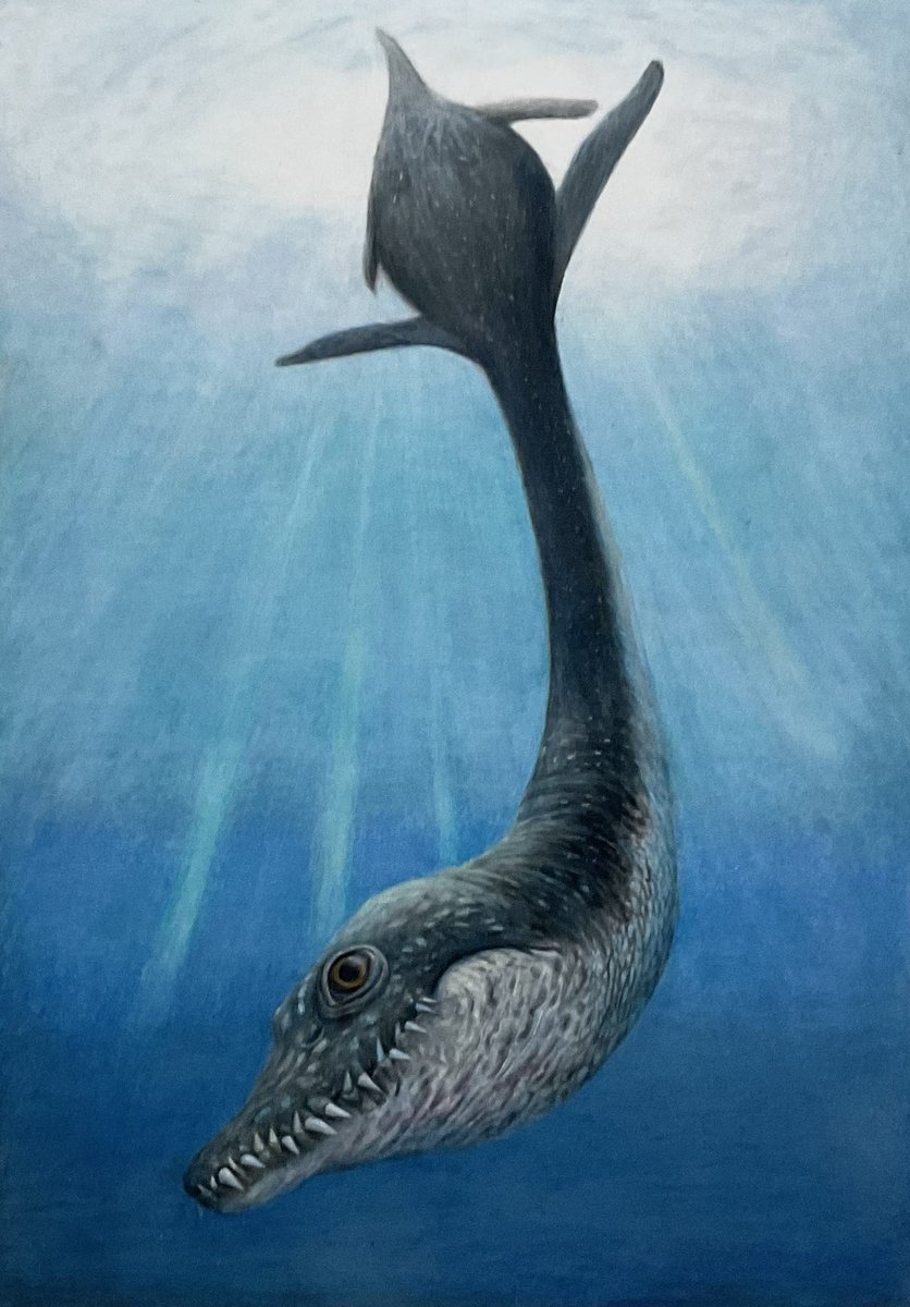 OHP95kg ウツシロ　ハルヒラ tweet media