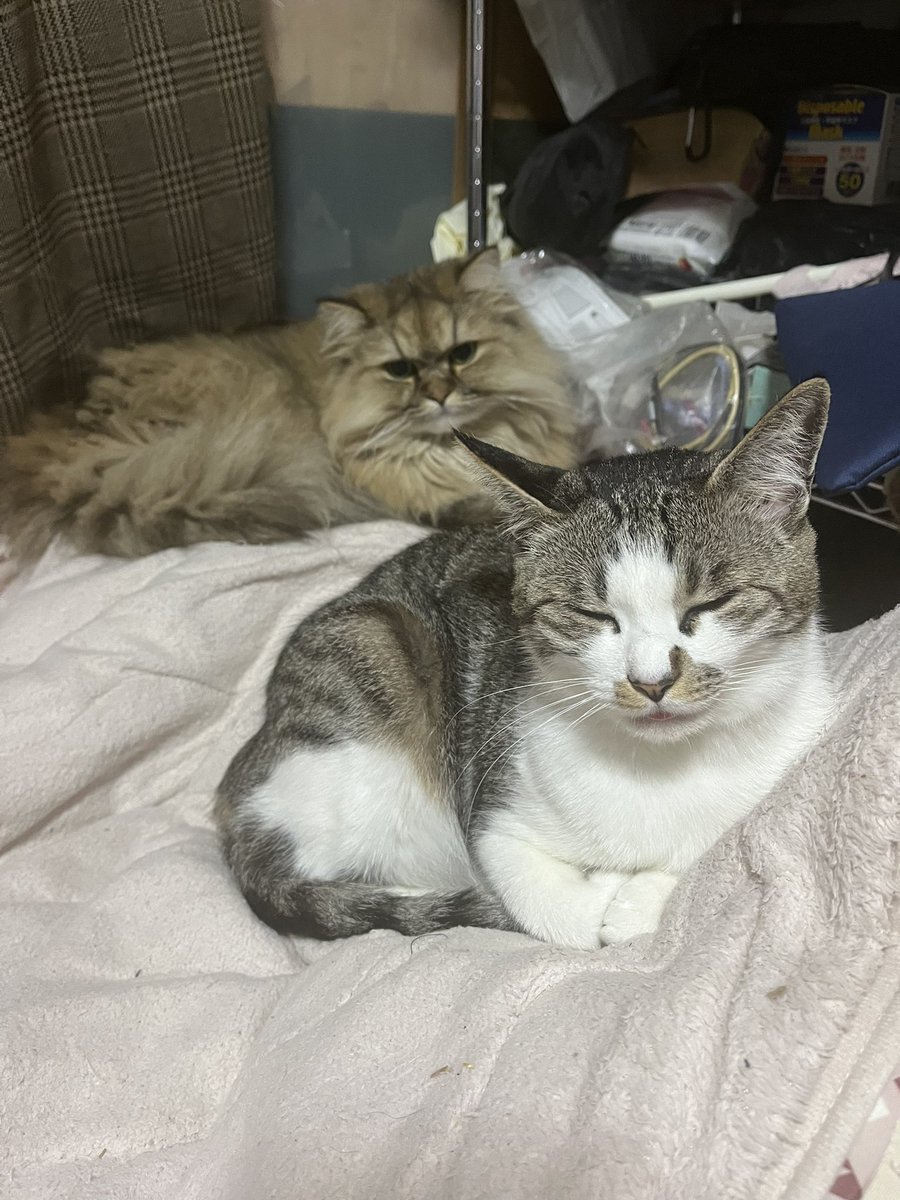 まりもっこり tweet media