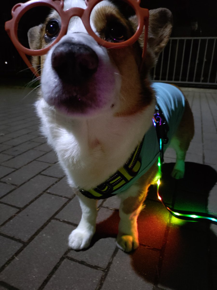 🇬🇧🐶LEO元愛犬❤️Riku今愛犬🐶 tweet media