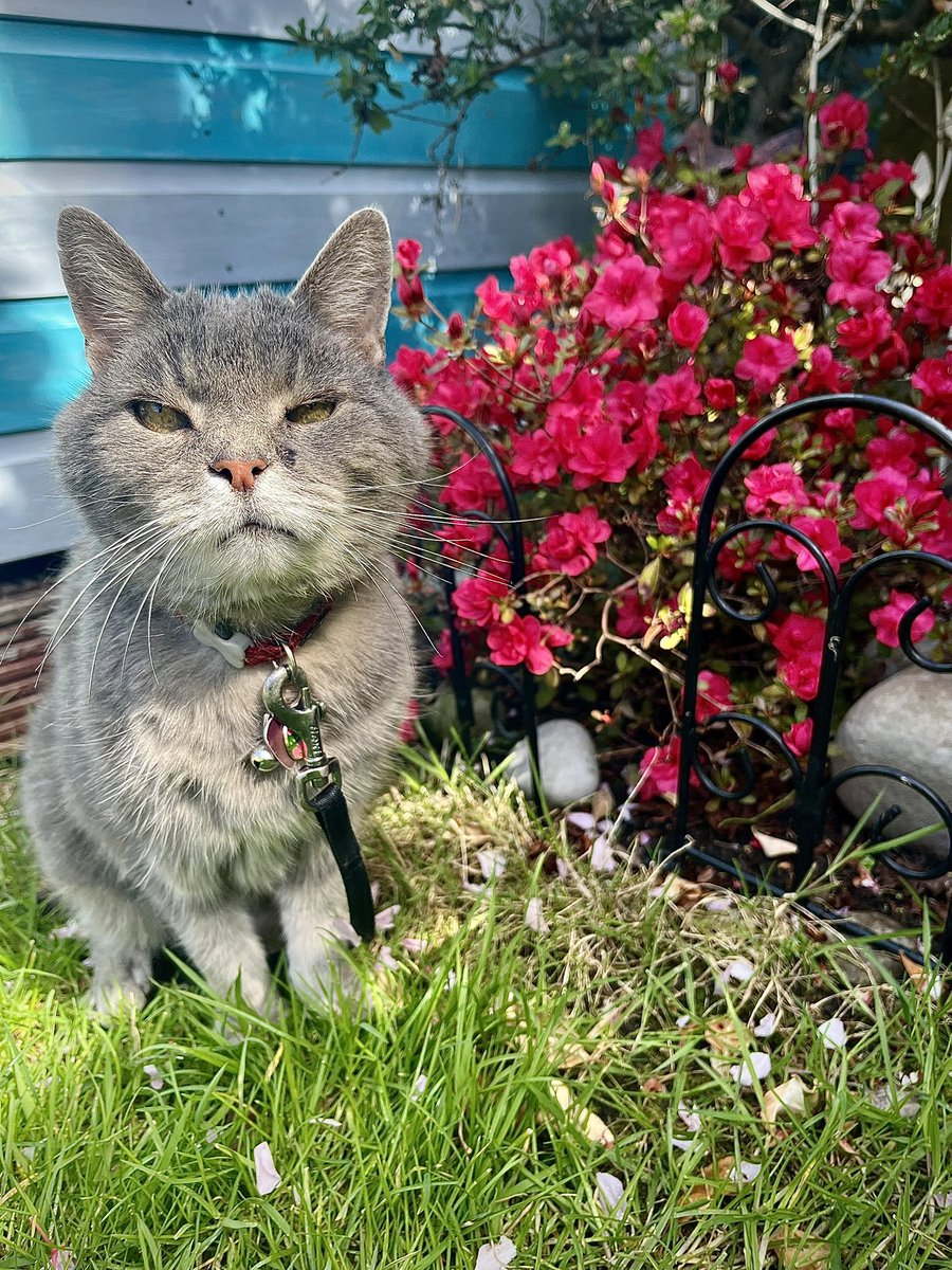 Malcolm & Baby Dog tweet media