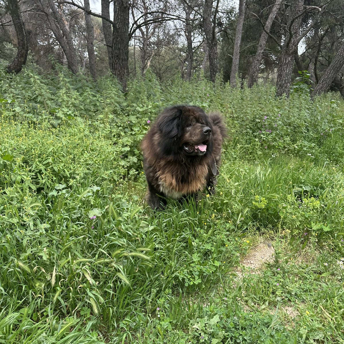 menexiadi's tweet image. Η λατρεία μου💞💞💞💞💞💞!!!
#doggy
#love