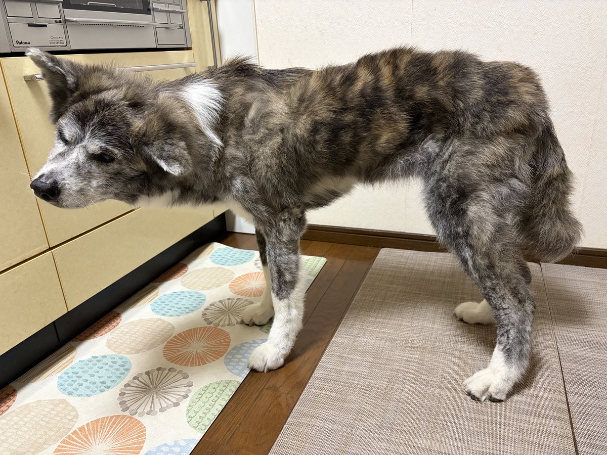 ナナセ@みけいぬ tweet media