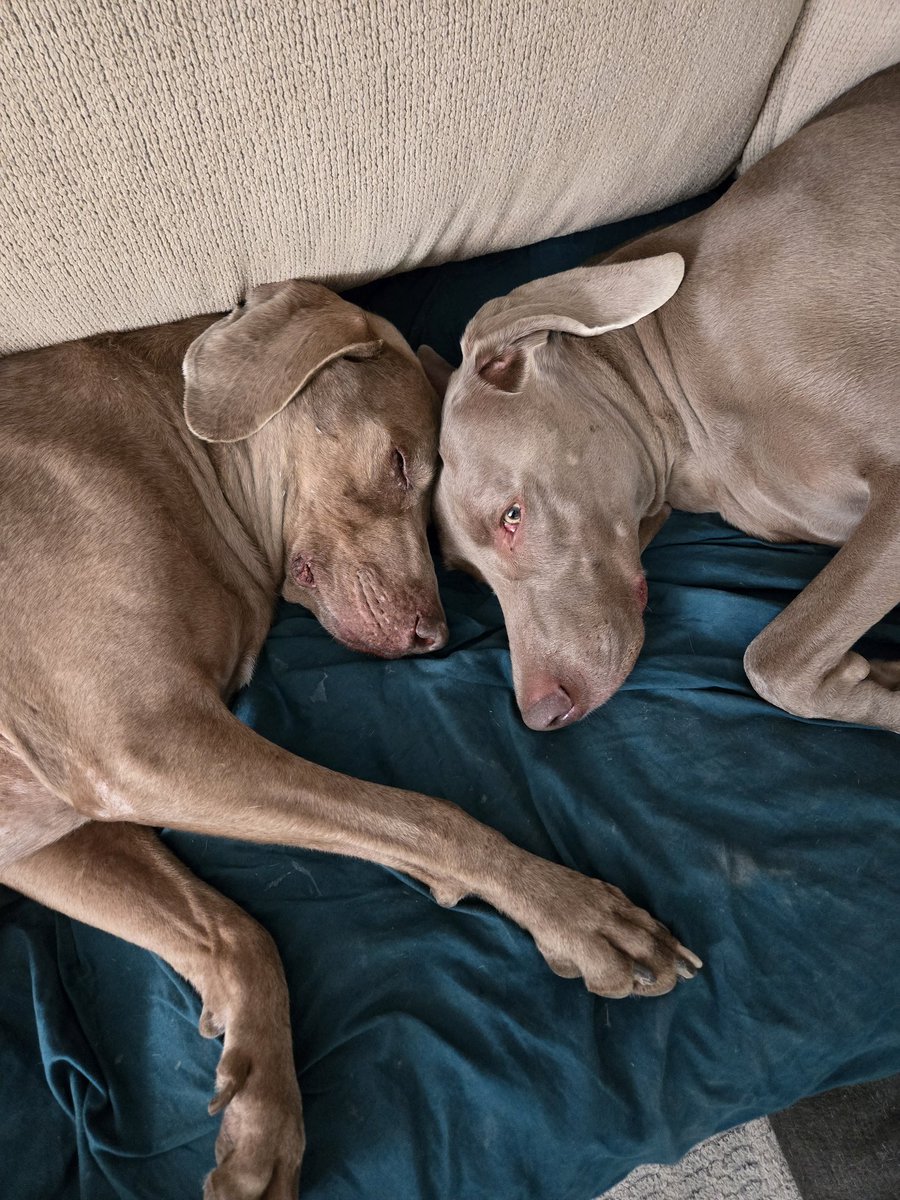 GypsyWolf tweet media