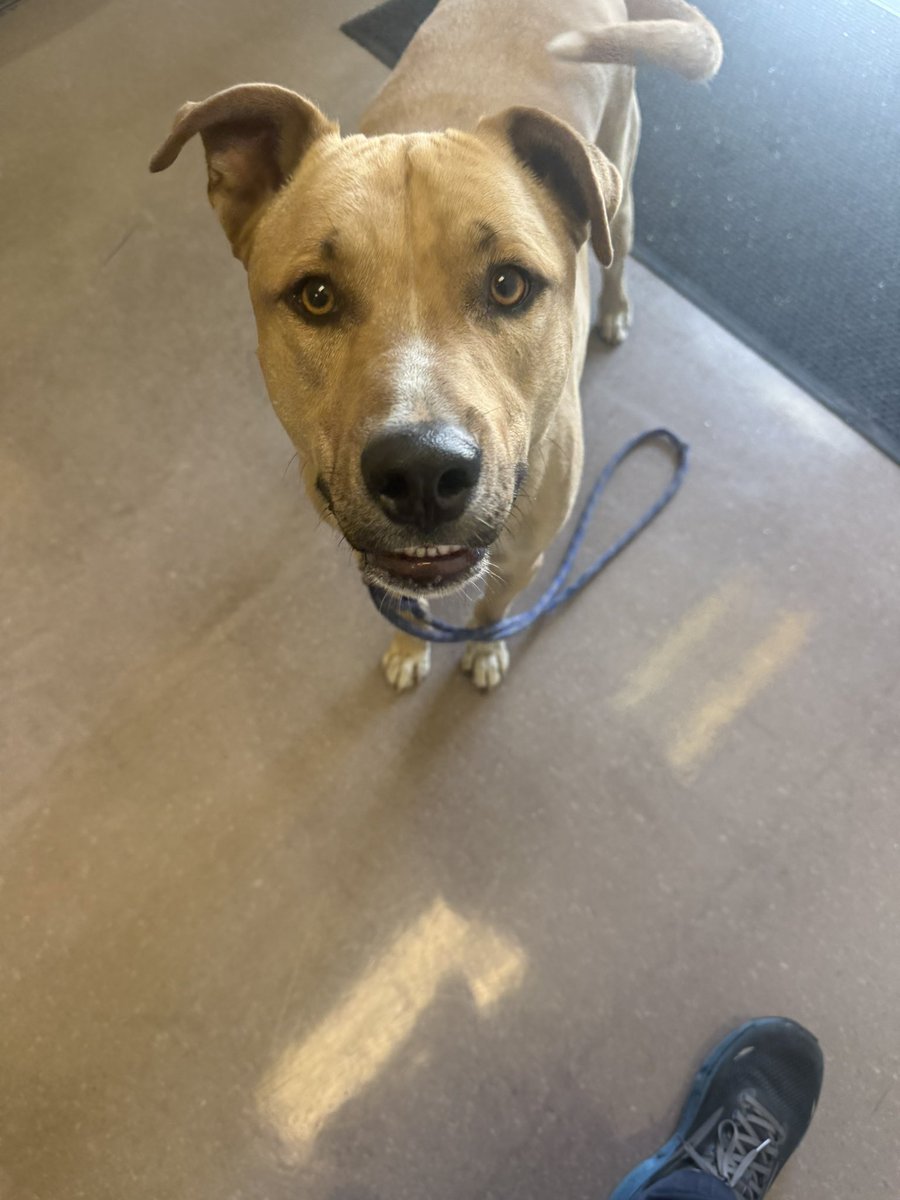 whatsuptucson's tweet photo. From my DMs:

“Hi.  There’s this dog around the Laos Center with a collar that says Simon. Very friendly. Are you able to share please?” https://t.co/WYLQQkmupf
