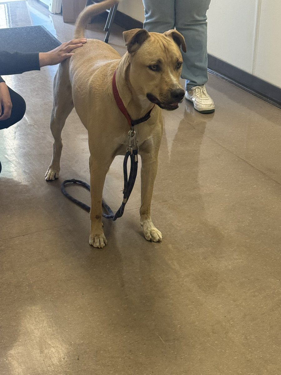 whatsuptucson's tweet photo. From my DMs:

“Hi.  There’s this dog around the Laos Center with a collar that says Simon. Very friendly. Are you able to share please?” https://t.co/WYLQQkmupf